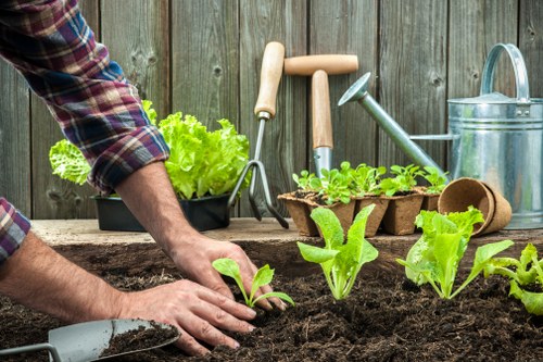 The image shows a person planting young lettuce seedlings into dark, rich soil in a garden, with gardening tools such as a trowel and a watering can visible on a wooden garden table. In the background, there is a wooden fence and various potted plants, indicating an outdoor garden space typical of residential areas in New Cross. The person's hands are focused on carefully positioning the seedlings, while a pair of gardening gloves and a tray of additional plants are also present. The scene is well-lit by natural sunlight, suggesting a bright and mild weather day suitable for gardening activities. The garden area features a mixture of soil beds and potted plants, reflecting a well-maintained outdoor space used for growing vegetables and flowers, aligned with gardening services like planting and landscape management provided by professionals such as Hedge Trimming New Cross in the local area.