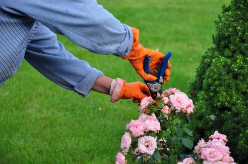 A gardener wearing a grey long-sleeved shirt and orange protective gloves is trimming a flowering shrub with a pair of pruning shears in a well-maintained garden. The garden features a lush, green lawn with a dense, neatly trimmed hedge or bush on the right side, providing a natural boundary. In the foreground, a cluster of pink and white flowering plants adds color and visual interest, with their vibrant blossoms contrasting against the deep green foliage. The background shows even more greenery, possibly trees or additional shrubs, under soft natural lighting typical of a clear day. The scene highlights the detail and care involved in garden maintenance, with a focus on shrub trimming, and demonstrates the outdoor spaceâ€™s organized layout, combining flowering borders, grassy areas, and structured hedges, consistent with professional gardening services such as those offered by Hedge Trimming New Cross. The overall environment appears peaceful and tidy, suitable for outdoor leisure and garden enhancement.
