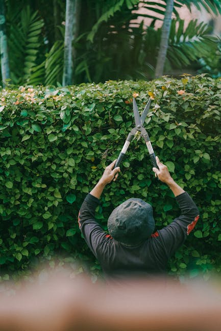 A gardener wearing a dark long-sleeved shirt and a grey bucket hat is trimming a dense hedge with a pair of large pruning shears. The hedge is lush and green, with small, oval-shaped leaves, forming a